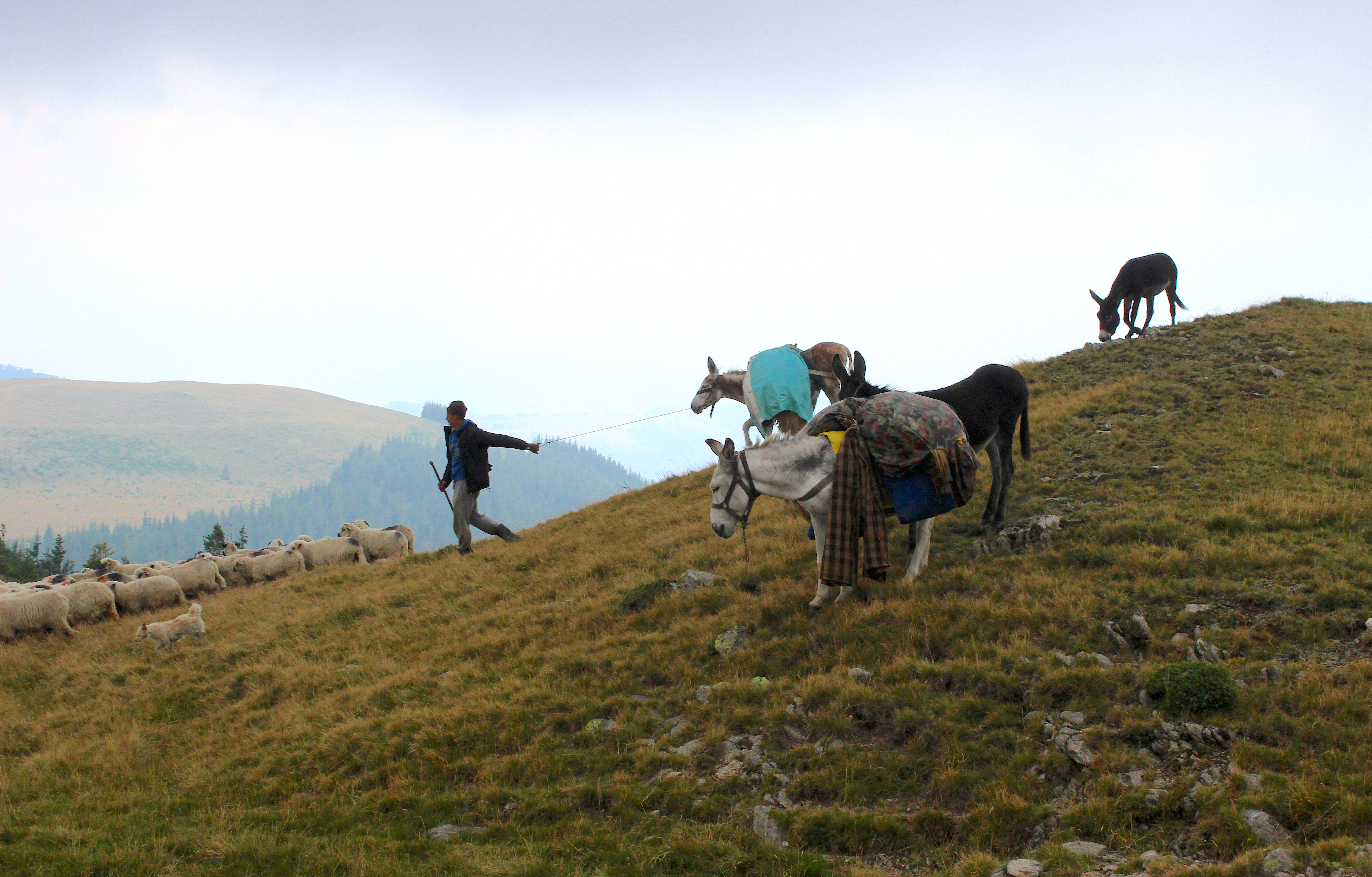 43,89 x 29,26 - IMG_9981a leading donkeys