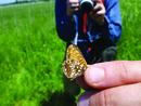 Observing butterfly species. Photograph: Stefanie Schlosser.