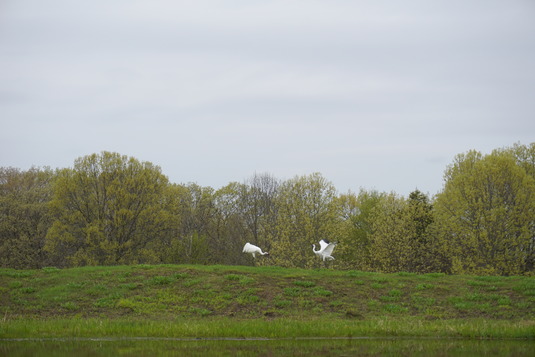 cranes