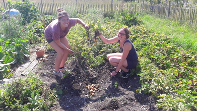 Harvesting Together