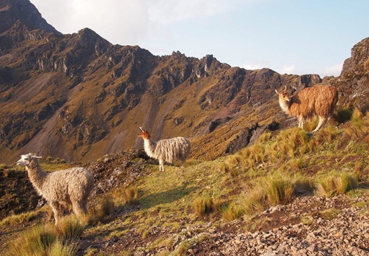 llamas