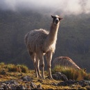 llama