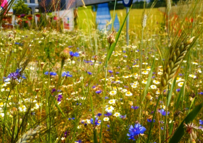 flowers