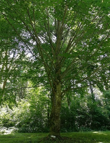 Tree as a burial site, cemetery Solln - Munich