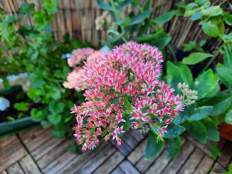 flowers_1