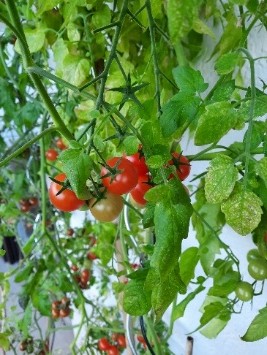 gardening