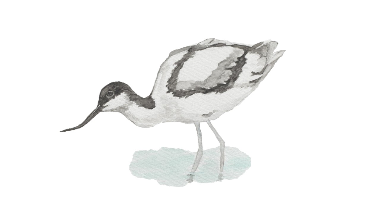 Avocet